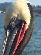 Image of California brown pelican