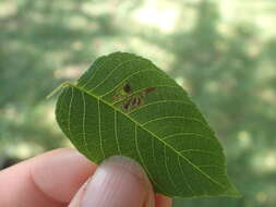 Imagem de Stigmella juglandifoliella (Clemens 1861) Wilkinson et al. 1979