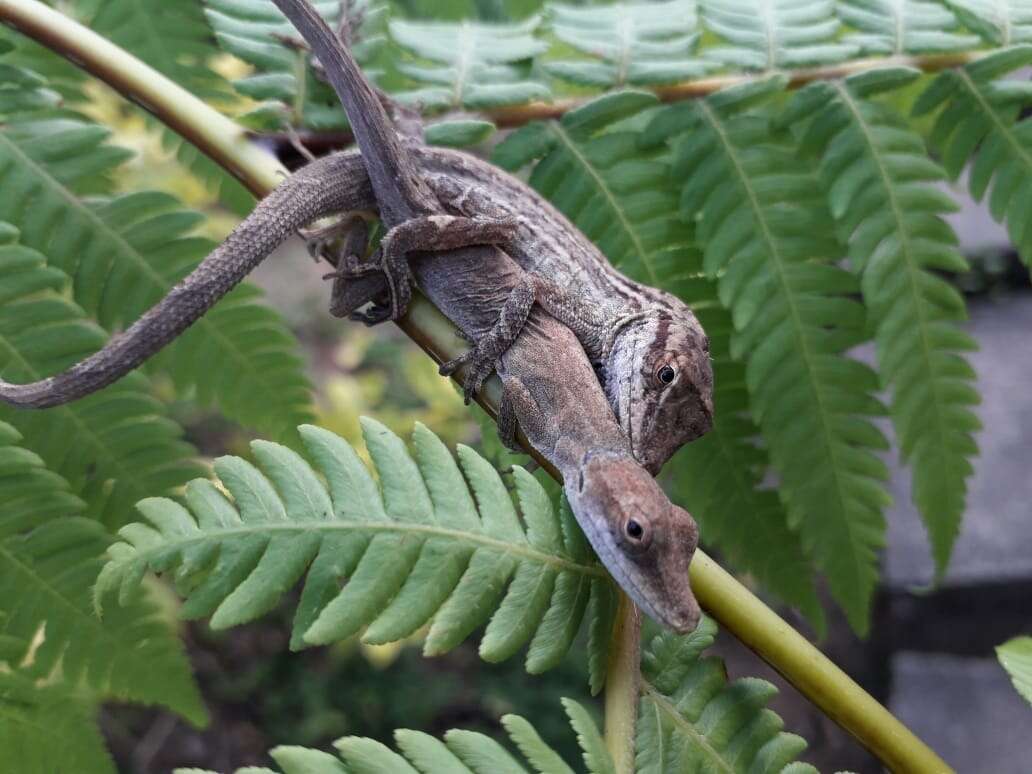 Imagem de Anolis unilobatus Köhler & Vesely 2010