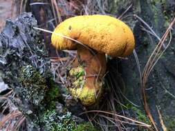 Image of Buchwaldoboletus hemichrysus (Berk. & M. A. Curtis) Pilát 1969