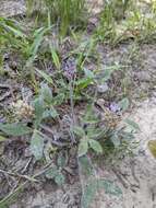 Imagem de Psoralea subulata Bush