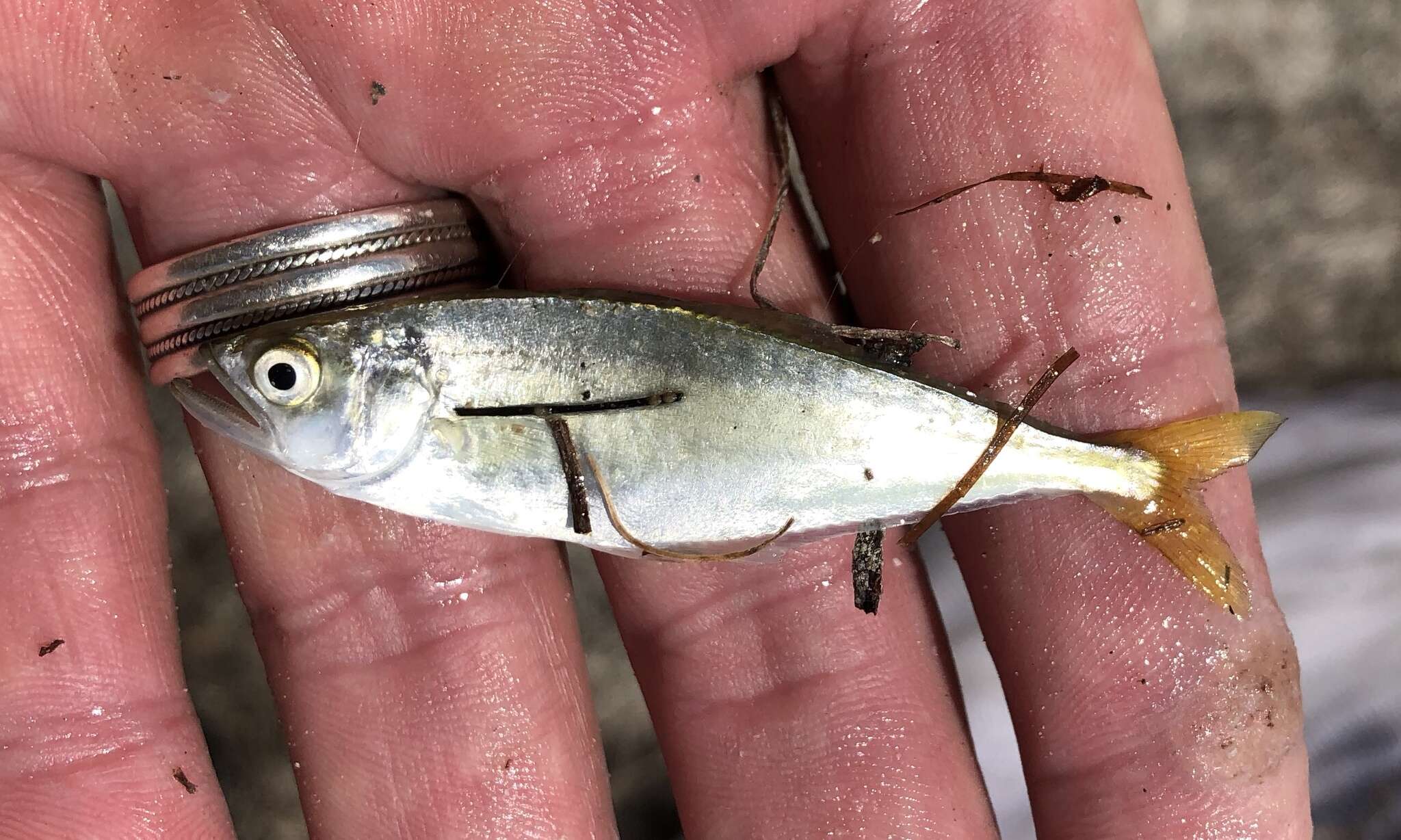 Image of Leatherjacket fish