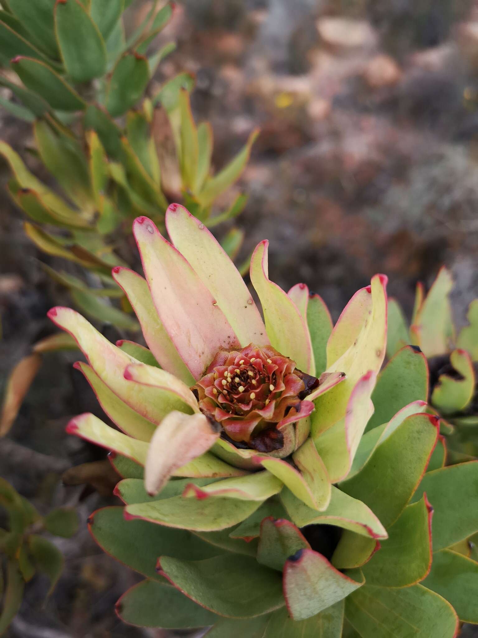 Image of Leucadendron burchellii I. J. M. Williams