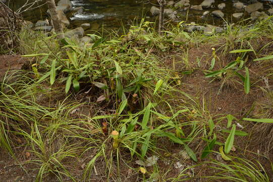 Image of Nepenthes philippinensis Macfarl.