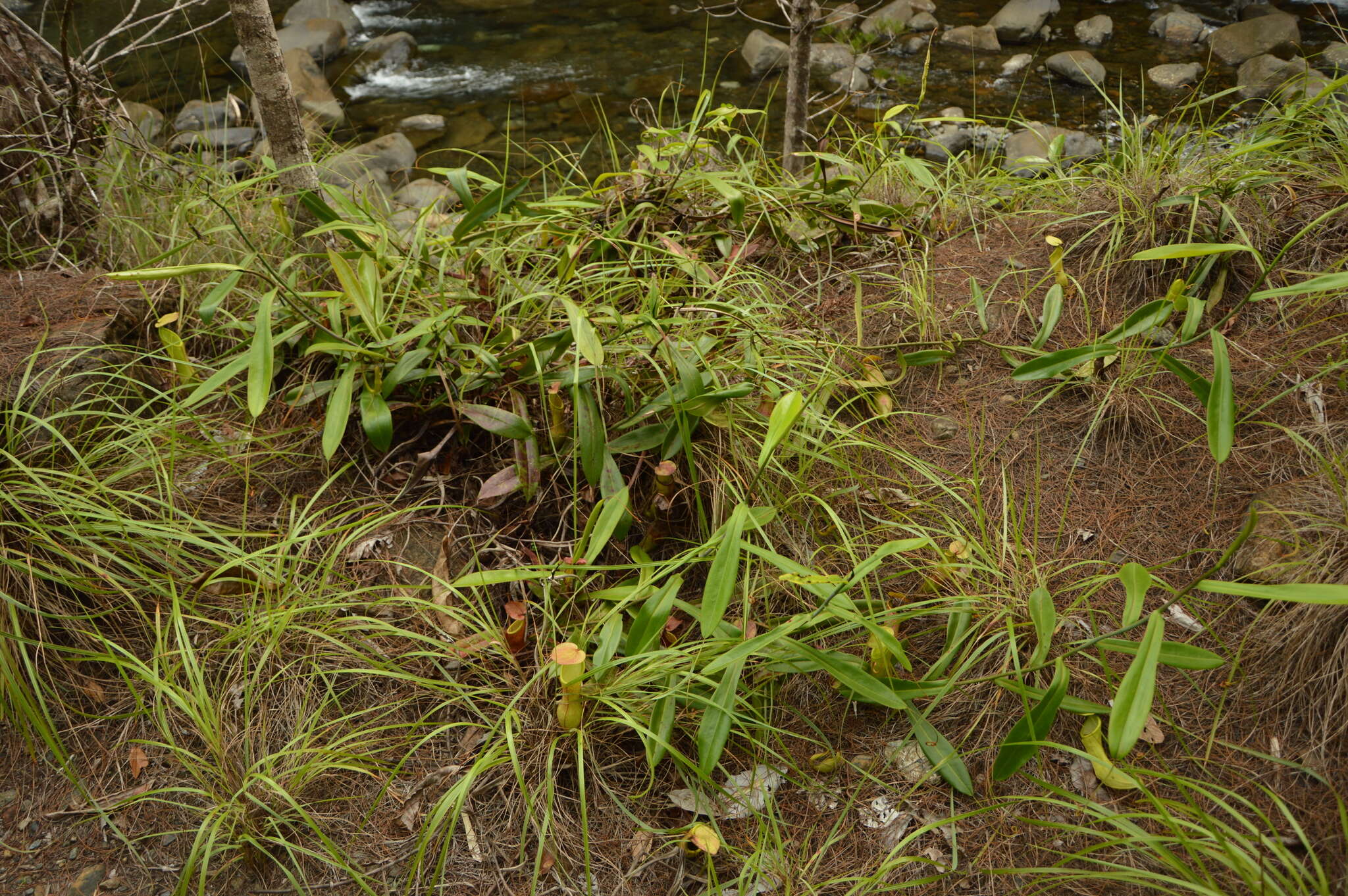 Image of Nepenthes philippinensis Macfarl.