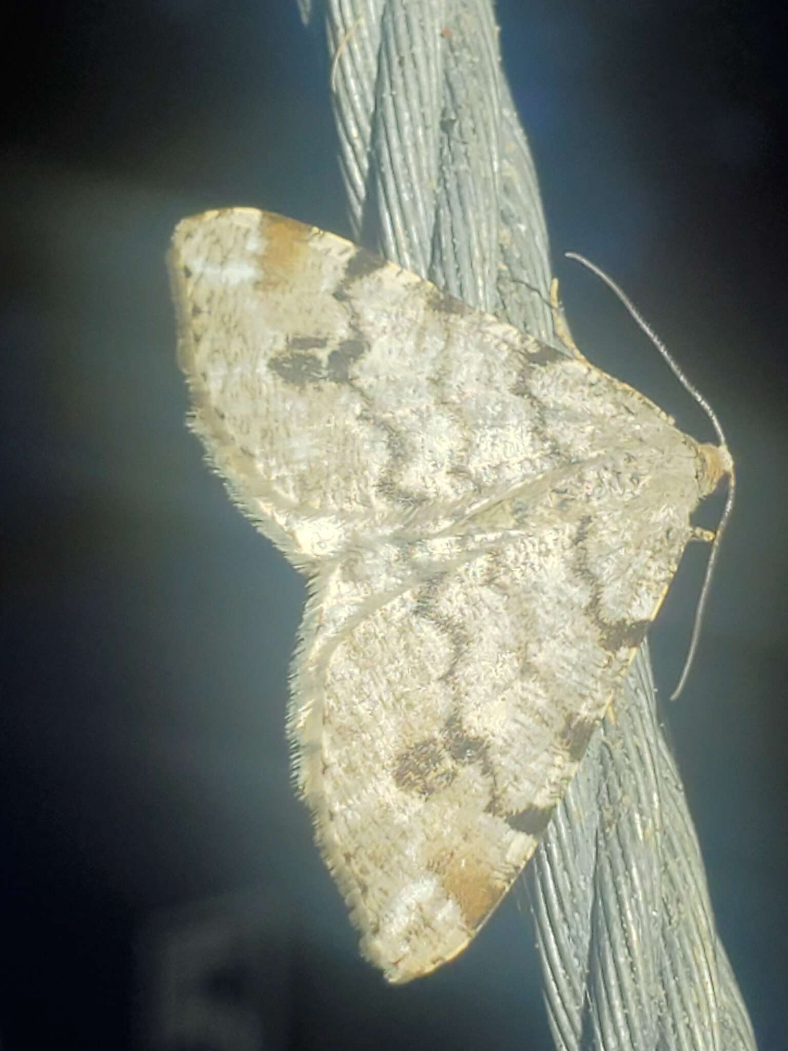 Image of <i>Macaria signaria dispuncta</i>