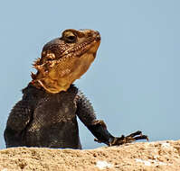 Image of Yellow-headed Rock Agama