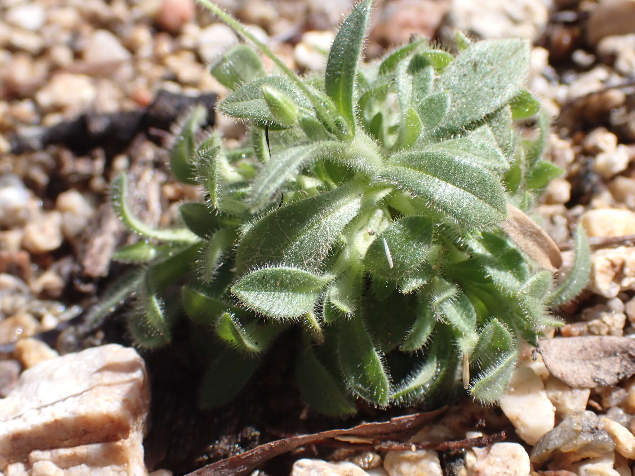 Image of Texas chickweed