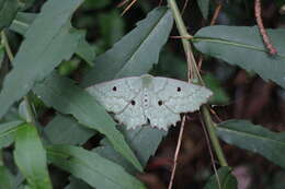 Image of Chlorodontopera taiwana Wileman 1911