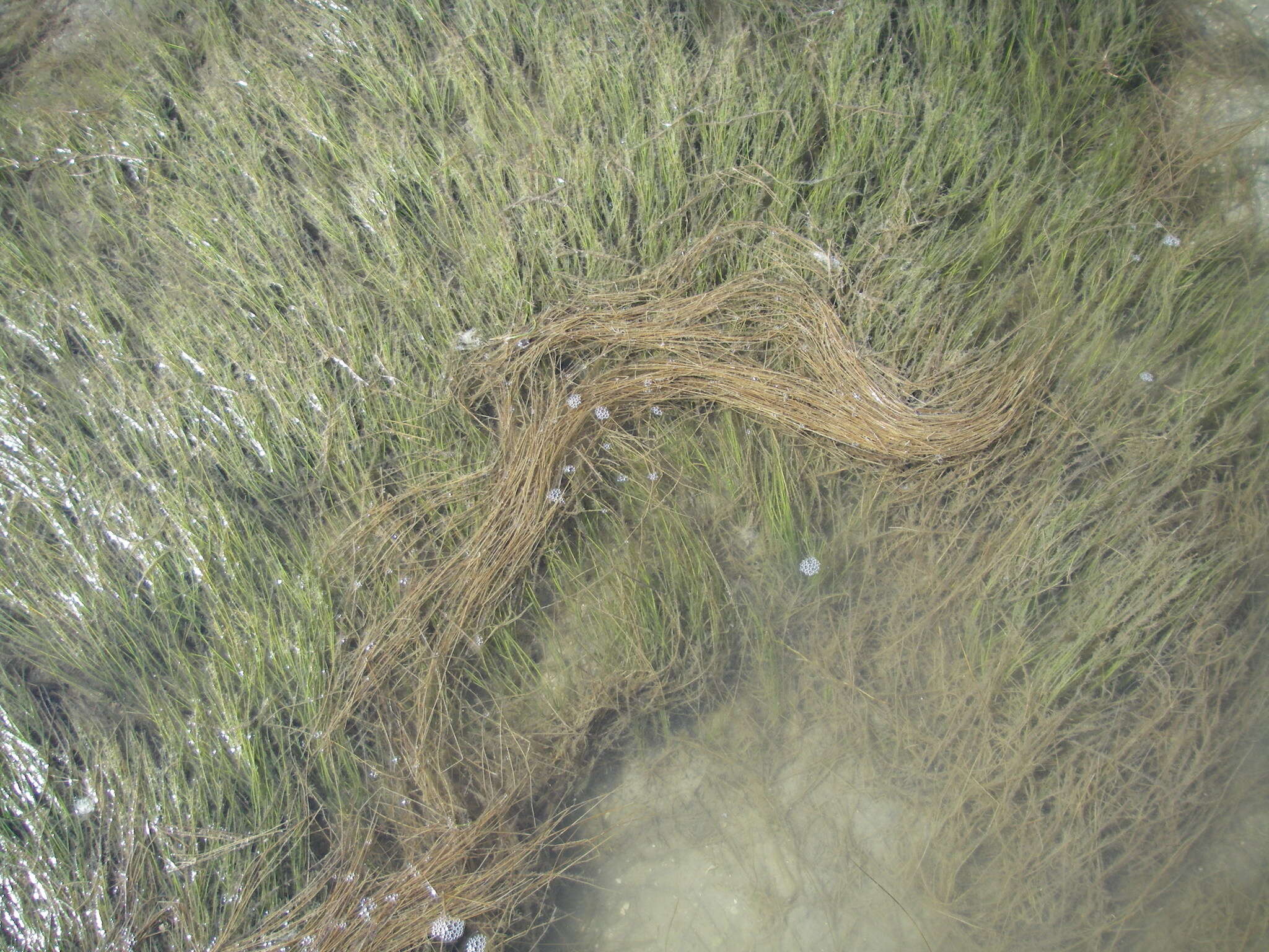 Image of Shoalgrass