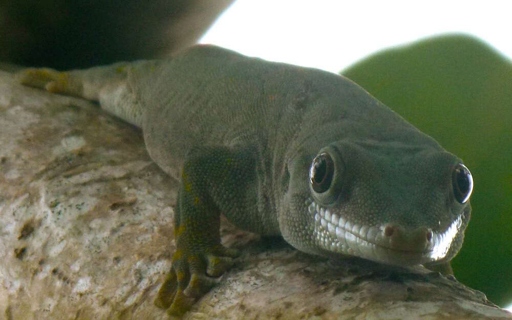 Image of Günther's Gecko