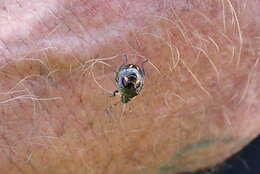 Image of Cermatulus nasalis hudsoni Woodward 1953