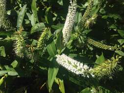 Image de Veronica salicifolia G. Forster