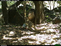 Image of Northern Quoll