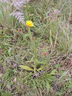 Sivun Berkheya echinacea (Harv.) Burtt Davy kuva