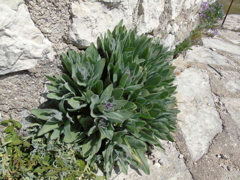 Image de Cynoglossum columnae Ten.