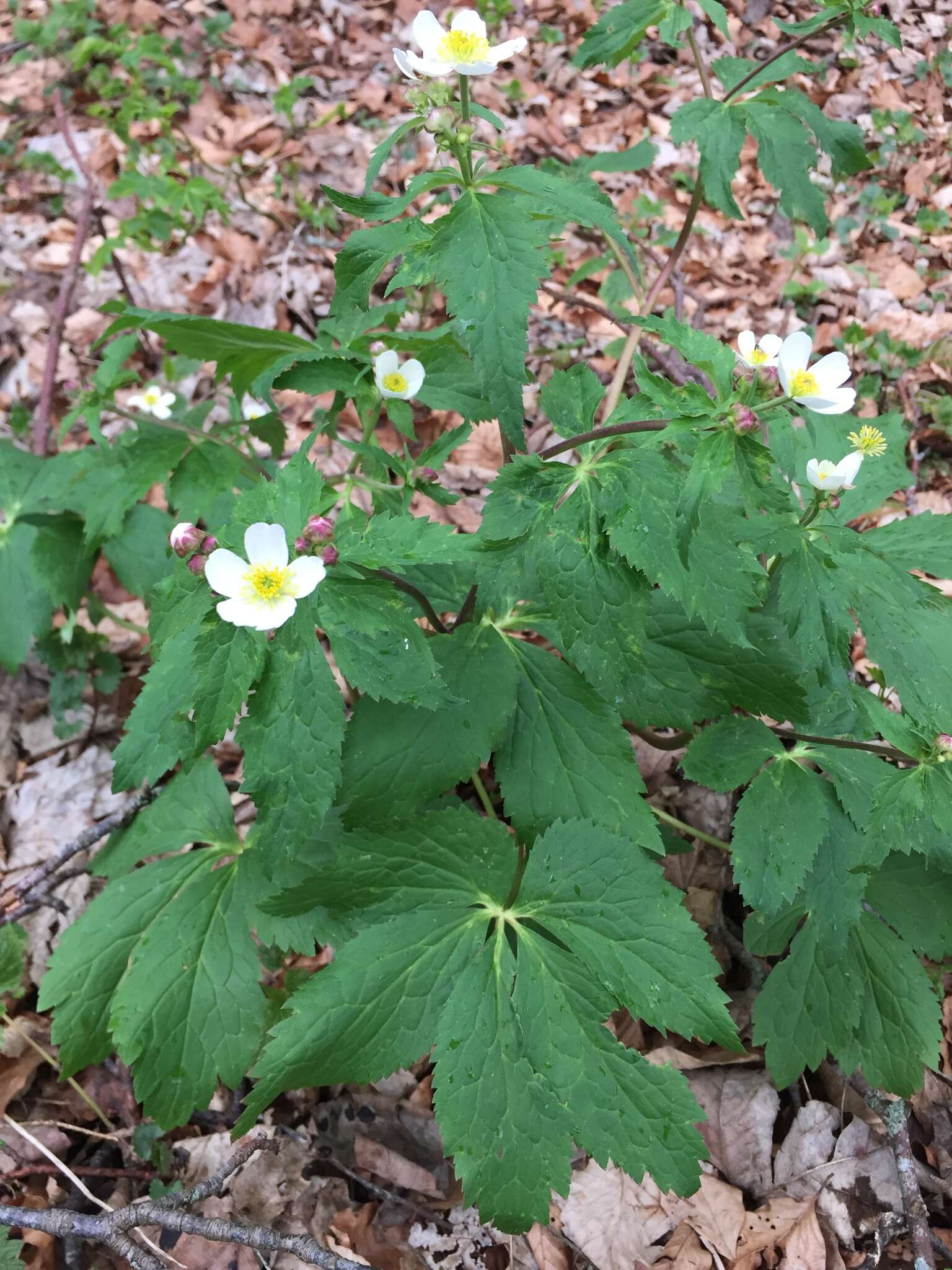 Ranunculus aconitifolius L. resmi