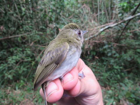 Image of Flammulated Bamboo Tyrant