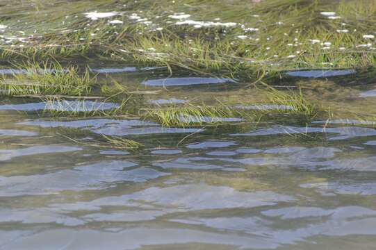 Image of Zostera capensis Setch.