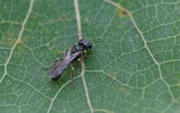 Image of Rhopalum coarctatum (Scopoli 1763)