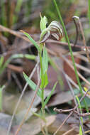 Image of Red-banded greenhood