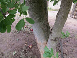 Image of sausage tree