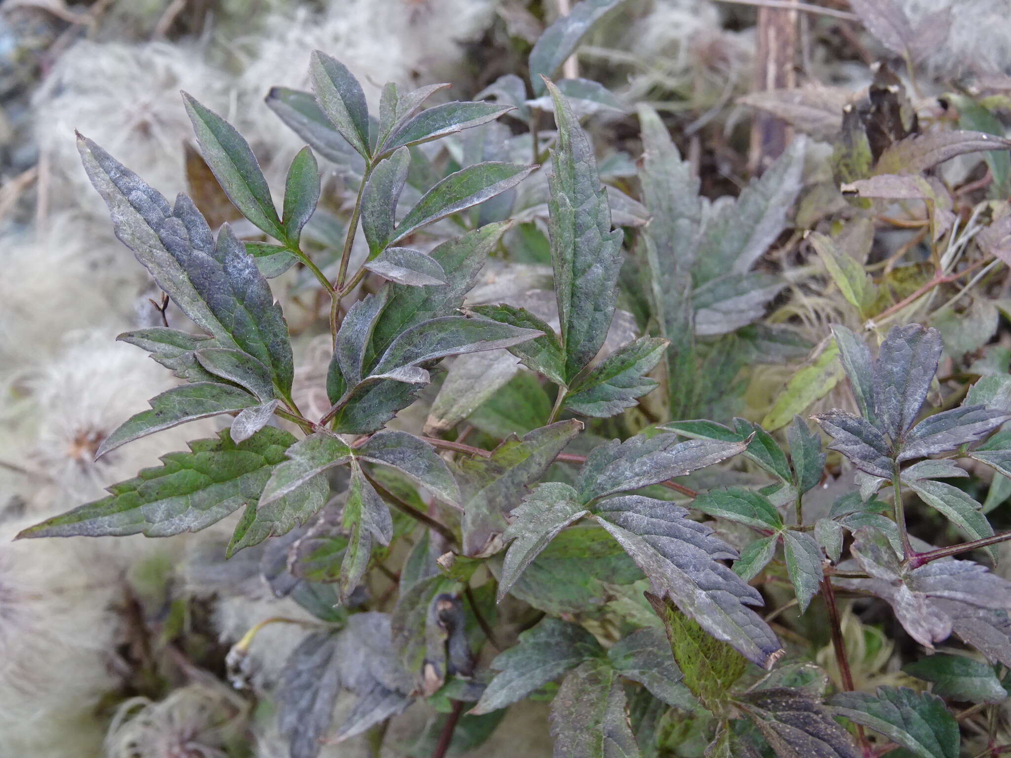 Image of hermitgold clematis