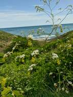 Image of Crambe koktebelica (Junge) N. Busch