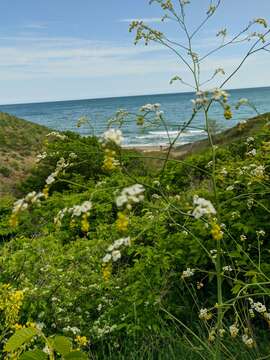 Image of Crambe koktebelica (Junge) N. Busch