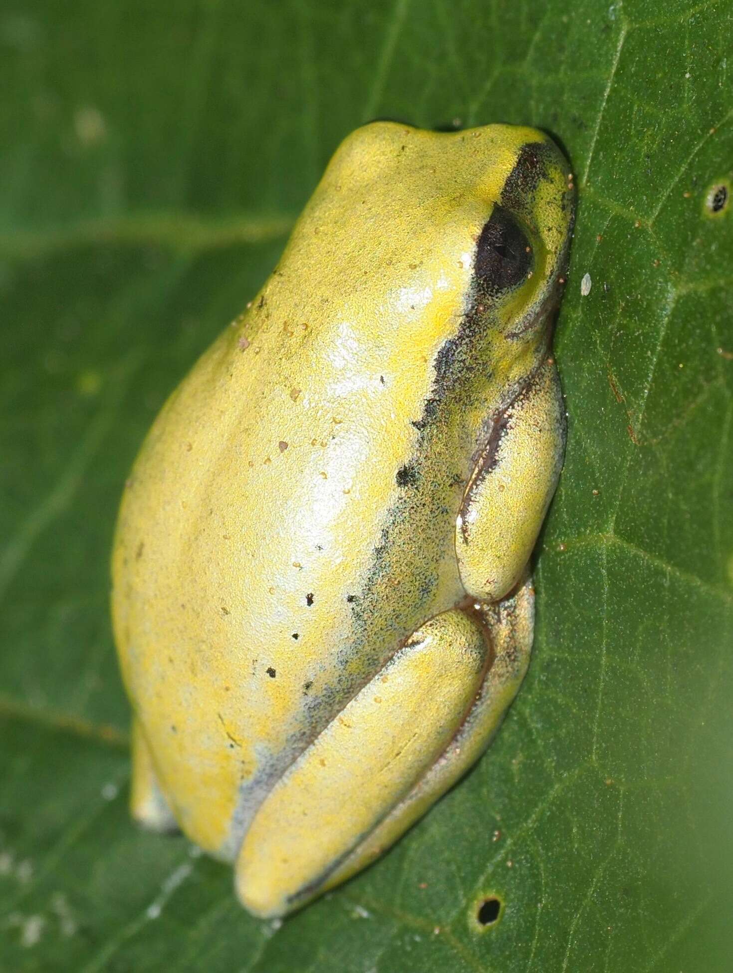 Image of Betsileo Reed Frog