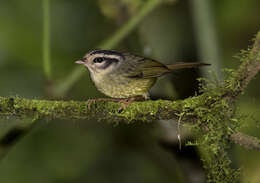 Basileuterus melanotis Lawrence 1868 resmi