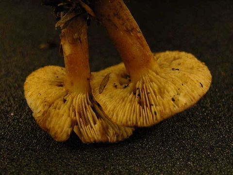 539.ont 155974pic2 1035911488 jpg.580x360