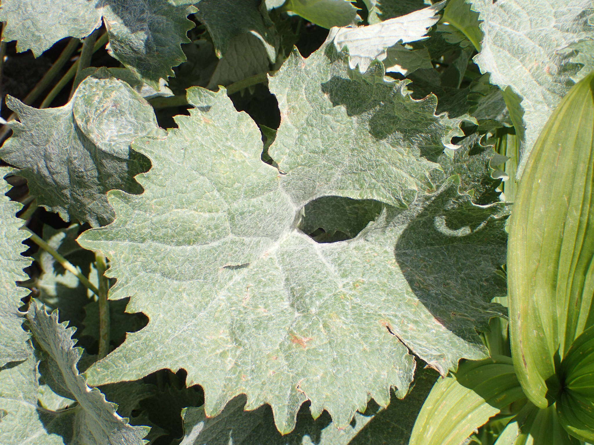 Image de Adenostyles leucophylla (Willd.) Rchb.