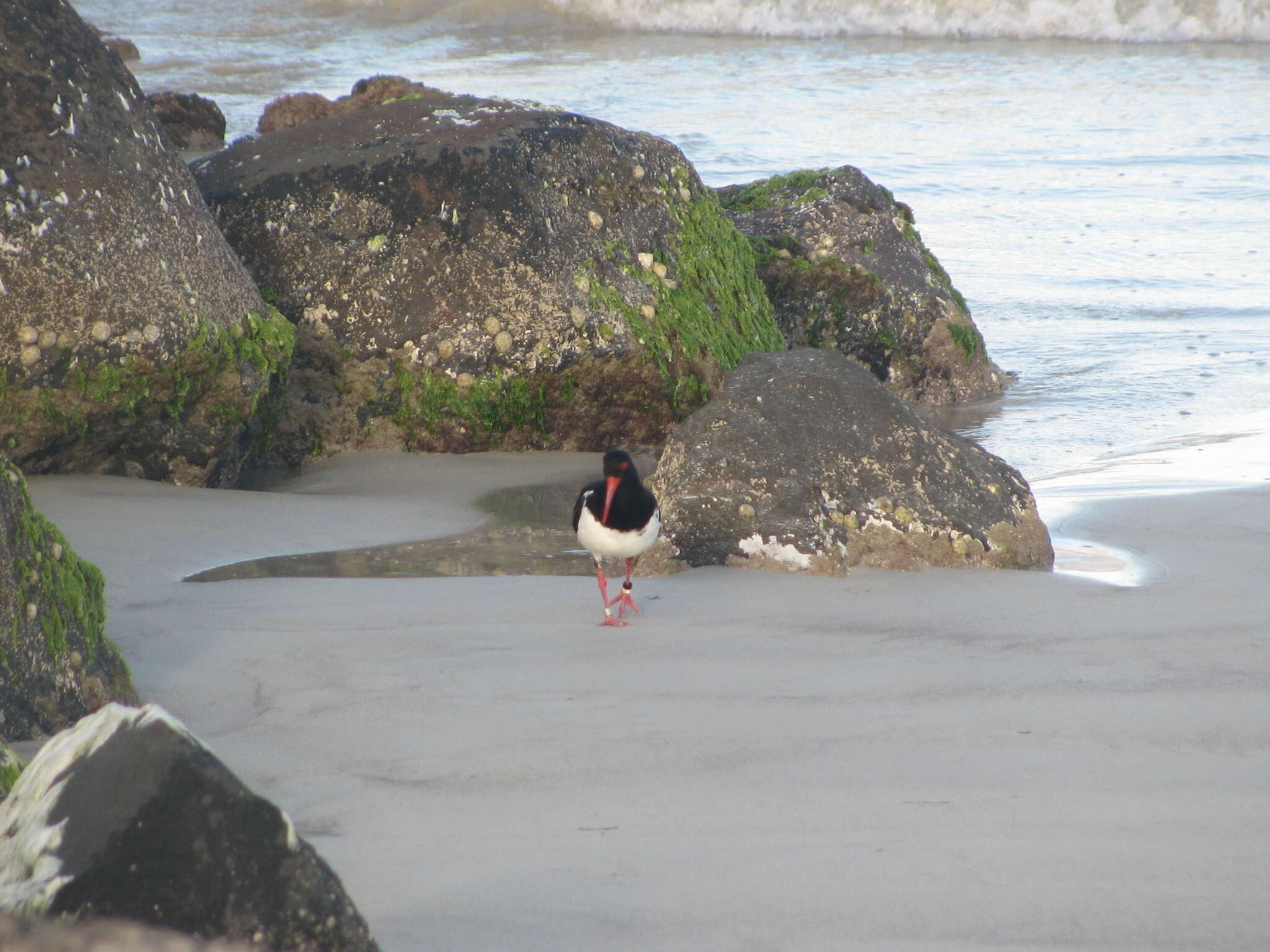 Image of Australian Pied Oystercatcher