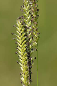 Cynosurus cristatus L. resmi