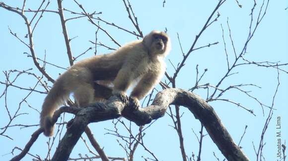 Image of Spix's white-fronted capuchin