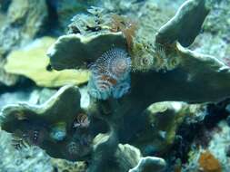 Image of Christmas tree worm