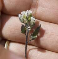 Image of grayleaf draba