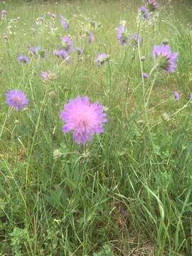 Слика од Knautia arvensis (L.) Coulter