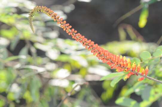 Image of Moullava spicata (Dalzell) Nicolson