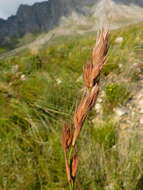 Tetraria bromoides (Lam.) H. Pfeiff. resmi