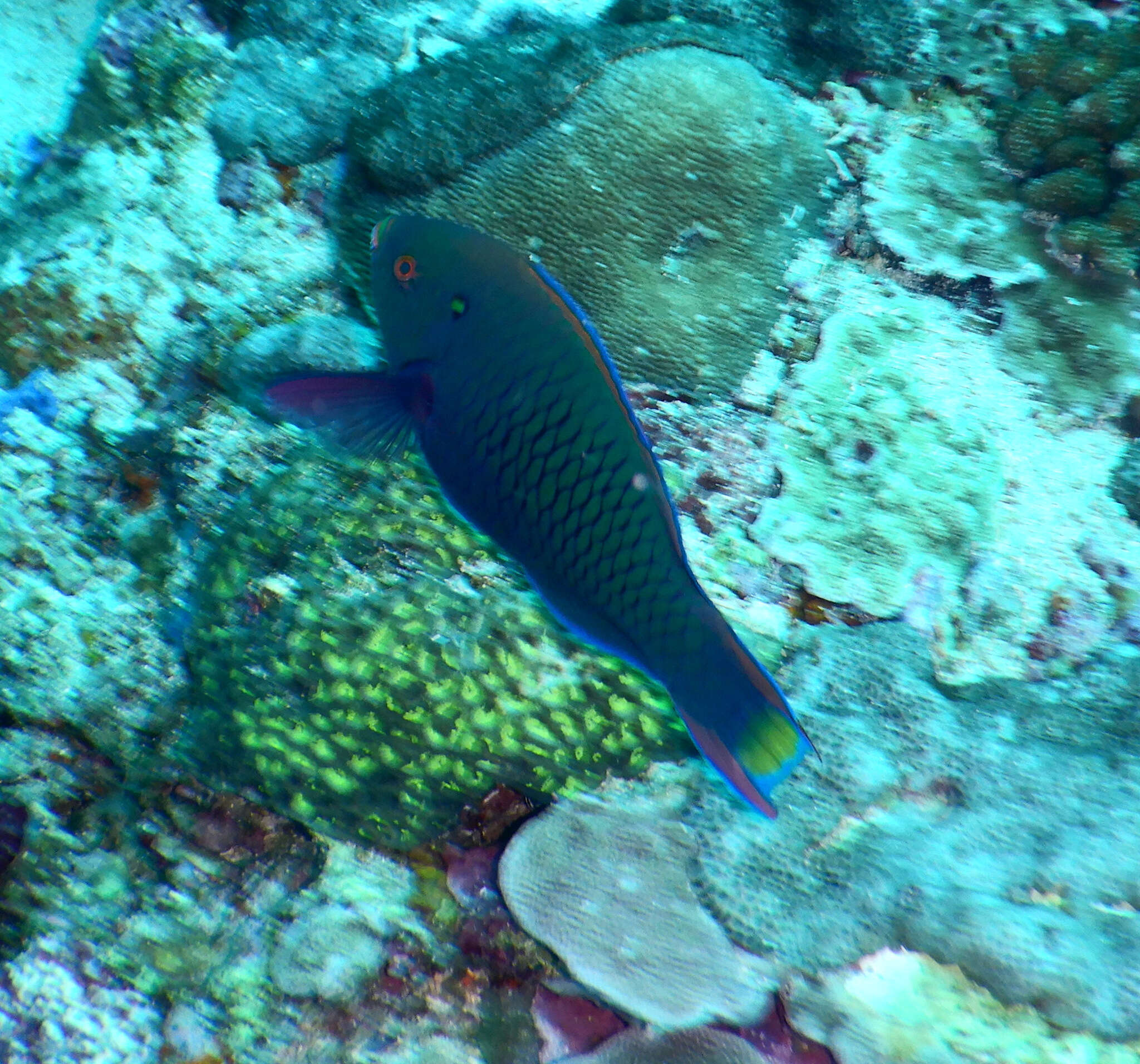 Image of Dusky parrotfish