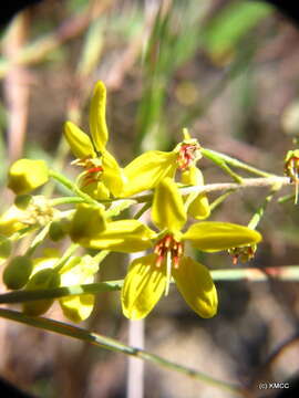 Image of Tristellateia madagascariensis Poir.