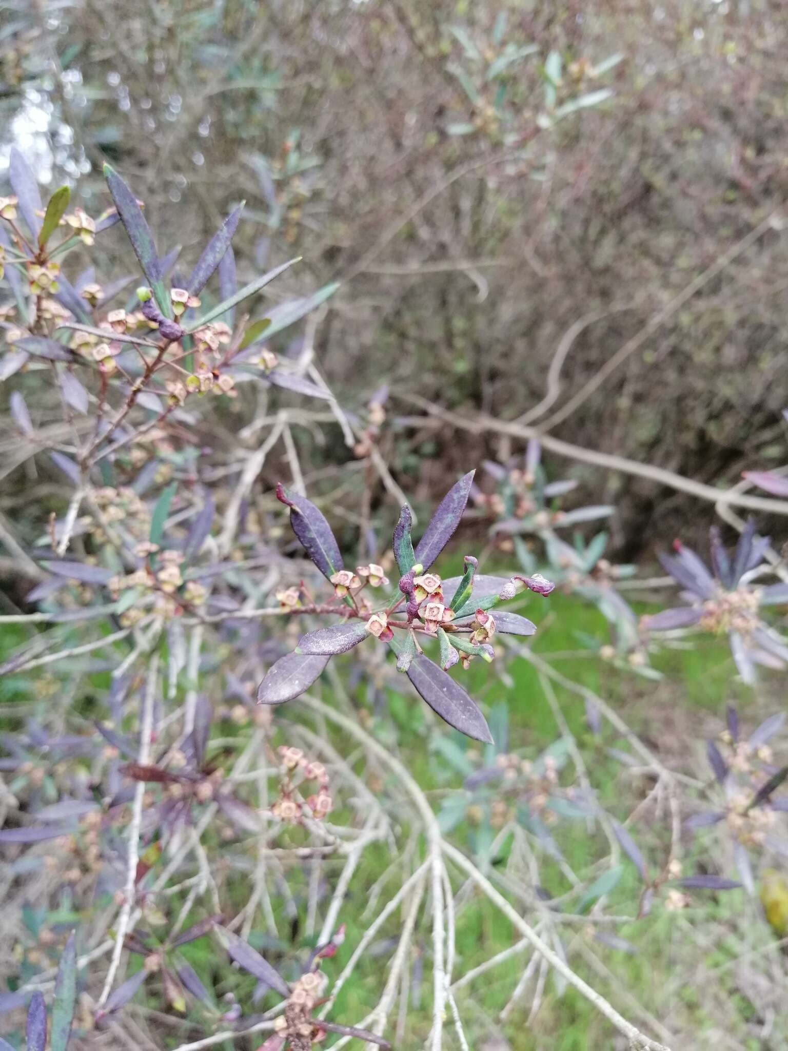 Myrceugenia lanceolata (Juss. ex Jaume St.-Hil.) Kausel resmi