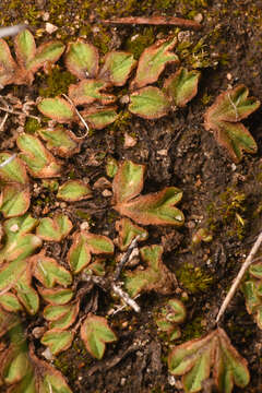 Image of Riccia campbelliana M. Howe