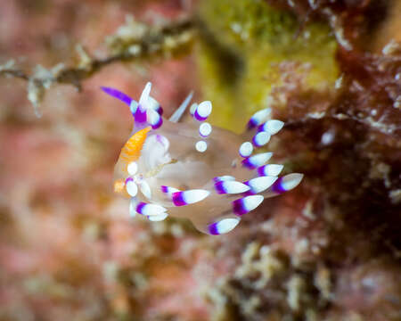 Image of Whitetip purple cerrata pink slug
