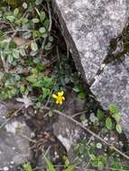 Plancia ëd Senecio scandens var. crataegifolius (Hayata) Kitam.