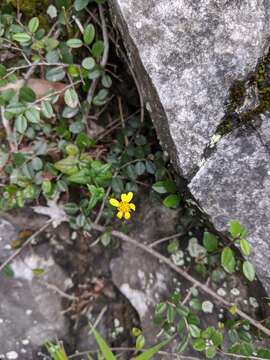 Sivun Senecio scandens var. crataegifolius (Hayata) Kitam. kuva