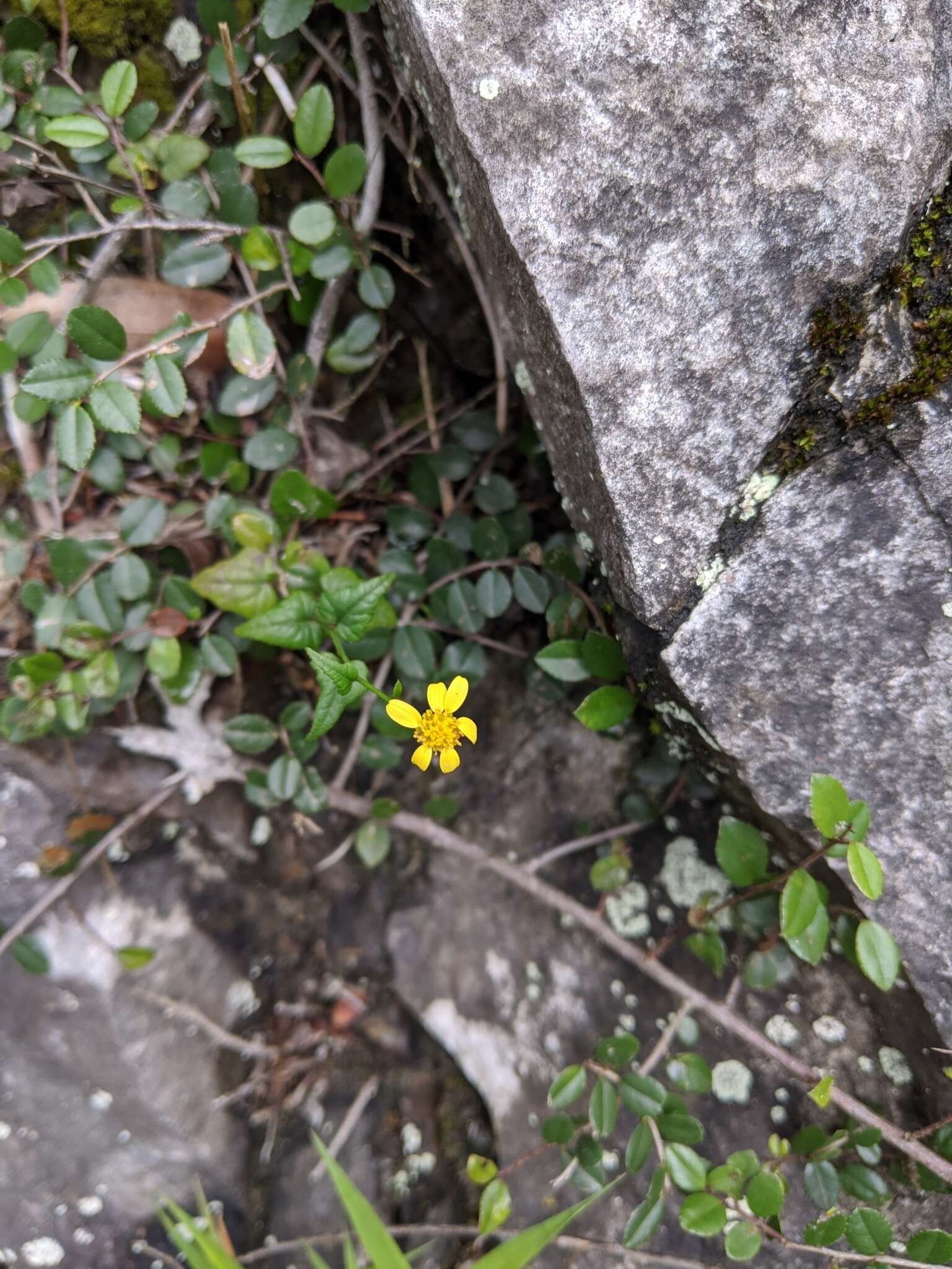 Plancia ëd Senecio scandens var. crataegifolius (Hayata) Kitam.