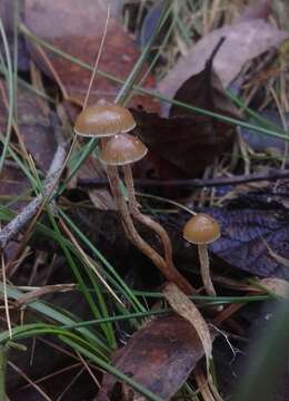 Image of Psilocybe alutacea Y. S. Chang & A. K. Mills 2006